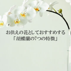 お供えの花としておすすめする「胡蝶蘭の7つの特徴」